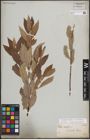 Foto von Salix discolor Muhl. x Salix humilis Marshall
